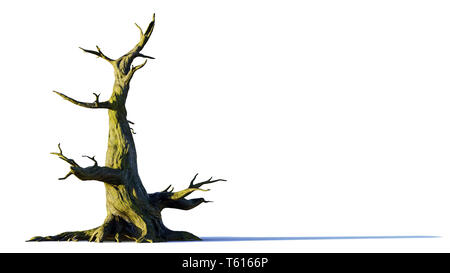 Il vecchio albero morto isolato con ombra su sfondo bianco Foto Stock