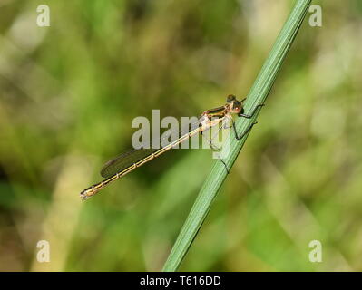 Lo smeraldo damselfly Lestes sponsa seduta femminile nella vegetazione Foto Stock
