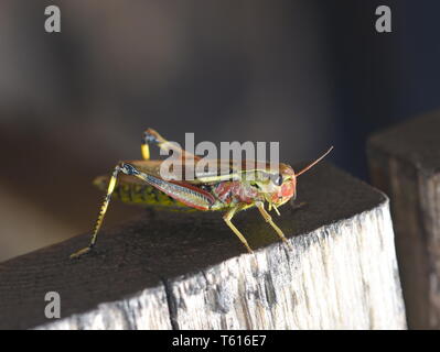 La grande palude grasshopper Mecostethus grossus su un pezzo di legno Foto Stock