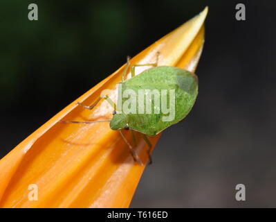 Southern green stink bug Nezara viridula su un fiore di arancia Foto Stock