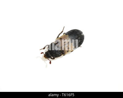 La dispensa beetle Dermestes lardarius isolati su sfondo bianco Foto Stock