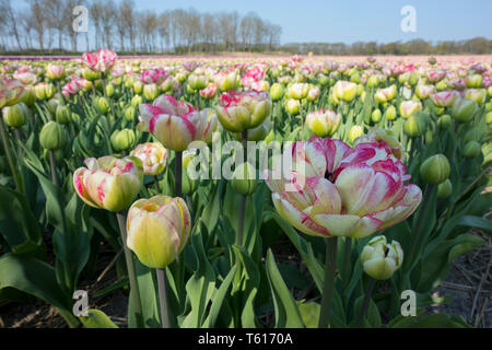 Olandese tradizionale campo di tulipani con bianco e rosa fiori colorati Foto Stock