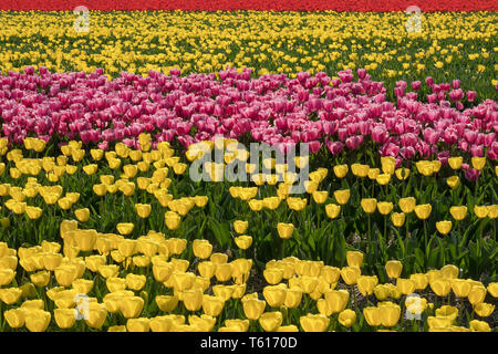 Olandese tradizionale campo di tulipani con il colore giallo, rosa e rosso dei fiori in righe Foto Stock