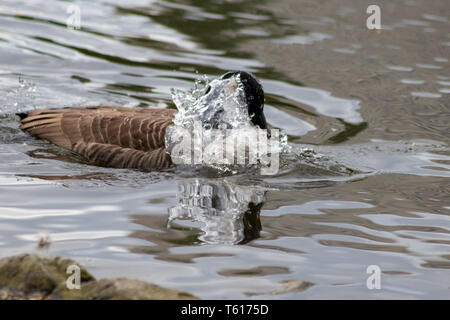 Canada goose pulizia delle sue piume con un bagno nelle acque limpide di un lago in un parco mentre nuotano per accoppiarsi nella stagione di accoppiamento con testa nera e becco Foto Stock