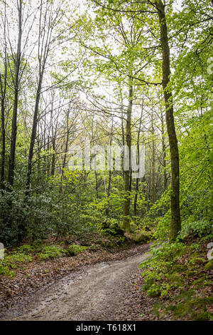 Il modo di accesso alla foresta in una campagna francese Foto Stock