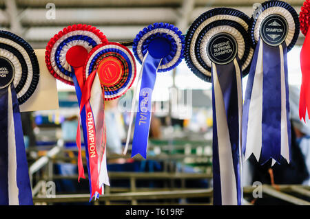 In rosette appeso sopra la penna di un campione di ovini. Foto Stock