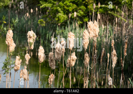 Fine stagione del Bull rush piante in un lago Foto Stock