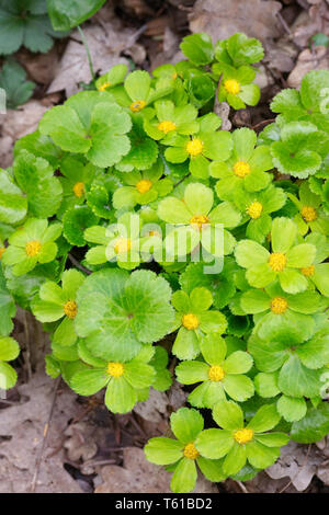 Hacquetia bergonii fiori. Foto Stock