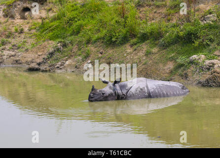 Rhino Wallowing in acqua - fotografato presso il Parco Nazionale di Kaziranga (India) Foto Stock