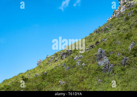 Piccolo Goral sul verde pendio collinare con cielo blu Foto Stock