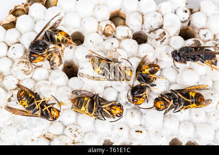 Close up Asiatici morti hornet wasp sul nido alveolare macro di insetti. Velenoso animale di veleno di colonia. Concetto di pericolo in natura Foto Stock
