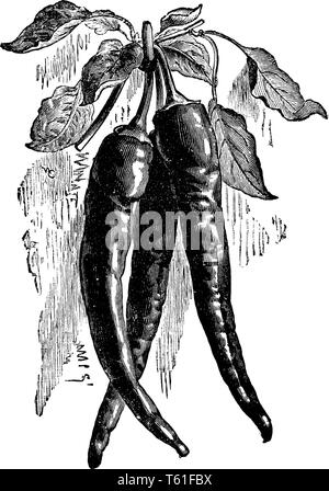 Questo è il ramo del Cardinale Pepe. Sembra che il peperoncino. Tre peperoncini rossi ci sono collegati a stelo. Le foglie sono semplici e sottile. Si tratta di re Illustrazione Vettoriale