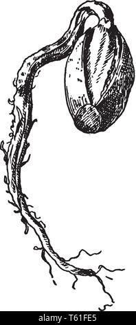Si tratta di una immagine di una ghianda che è ora nascente, vintage disegno della linea di incisione o illustrazione. Illustrazione Vettoriale