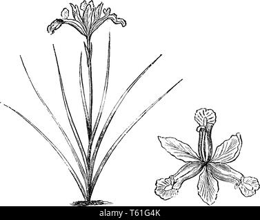 Si tratta di un diaframma ad iride Vulgare pianta. Essa possiede un singolo fiore su uno stelo & lungo ago come foglie, vintage disegno della linea di incisione o illustrazione. Illustrazione Vettoriale