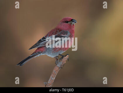 Pino maschio Grosbeak, Kaamanen, Finlandia Foto Stock