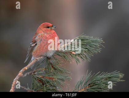 Pino maschio Grosbeak, Kaamanen, Finlandia Foto Stock