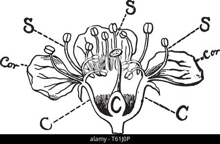 Questa è un immagine della sezione del fiore di ciliegio. Il fiore della crescita di alberi di ciliegio sono molto sensibili al gelo, che abbassa il vostro frutto Illustrazione Vettoriale