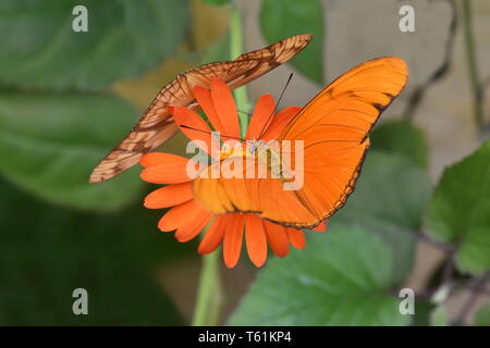 Colore arancio Julia heliconian butterfly Dryas iulia alimentazione su un fiore Foto Stock