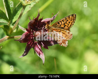 Cranberry fritillary butterfly Boloria aquilonaris seduto su una palude cinquefoil Foto Stock