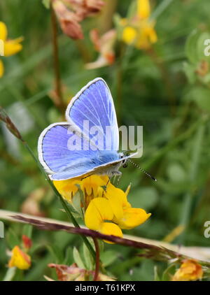 Il comune blue butterfly Polyommatus icarus seduti su un Birdsfoot-fiore di trifoglio Foto Stock