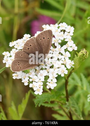L'anello butterfly Aphantopus hyperantus su un fiore bianco Foto Stock