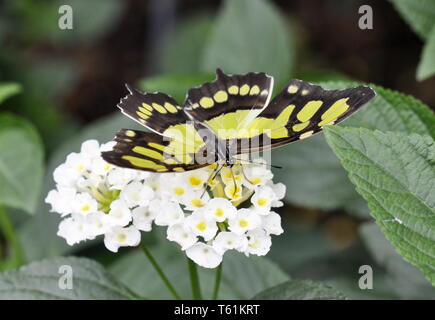 Malachite butterfly Siproeta stelenes su un fiore bianco Foto Stock