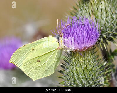 Comune di brimstone butterfly Gonepteryx rhamni seduta su un fiore Foto Stock