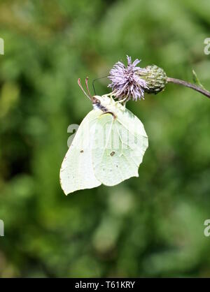 Comune di brimstone butterfly Gonepteryx rhamni seduta su un fiore Foto Stock