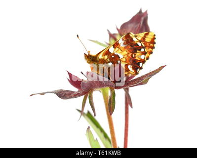 Cranberry fritillary butterfly Boloria aquilonaris seduto su una palude cinquefoil Foto Stock