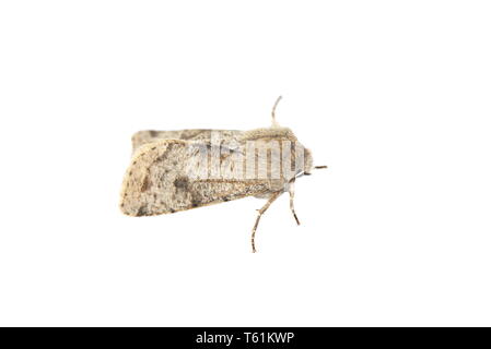 Offuscato scialbi moth Orthosia incerta su sfondo bianco Foto Stock