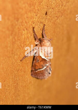 La orange swift moth Triodia sylvina seduto su una parete marrone Foto Stock