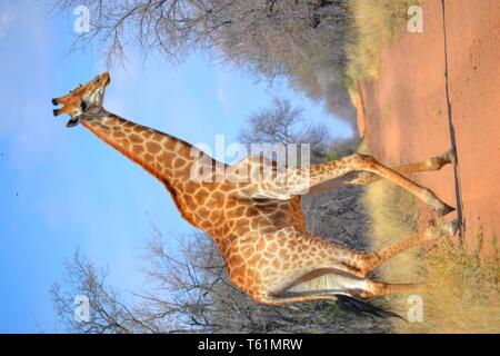 Tutte le cose della natura e della fauna e flora selvatiche. Orgogliosamente catturata dalla Graaff fotografia. Foto Stock