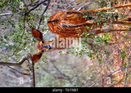 Tutte le cose della natura e della fauna e flora selvatiche. Orgogliosamente catturata dalla Graaff fotografia. Foto Stock