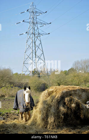 Cavallo che indossa cappotto invernale si fermò in campo mangiare dalla pila di fieno con elettricità traliccio in background sul soleggiato inizio giornata di primavera Foto Stock