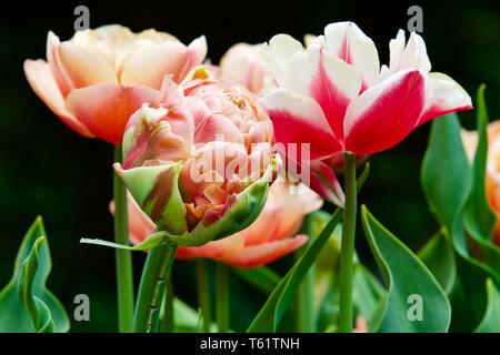 Tulipa Immagine di rame Foto Stock