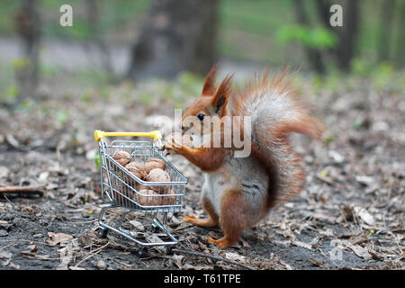 Scoiattolo rosso va a fare shopping con la piccola carrello pieno di noci Foto Stock