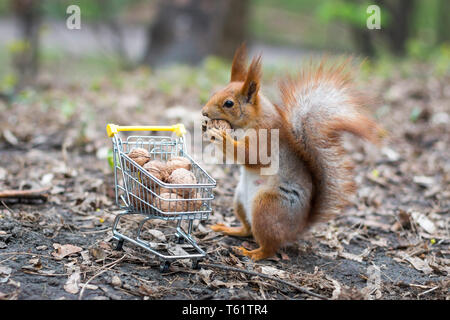 Scoiattolo rosso va a fare shopping con la piccola carrello pieno di noci Foto Stock