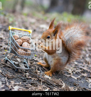 Scoiattolo rosso va a fare shopping con la piccola carrello pieno di noci Foto Stock