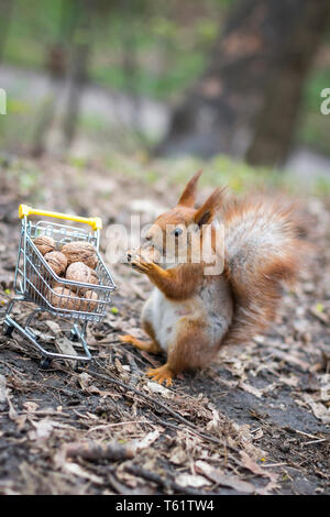 Scoiattolo rosso va a fare shopping con la piccola carrello pieno di noci Foto Stock