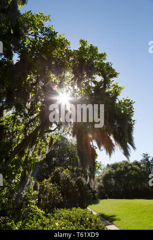 Raffica di sole attraverso fogliame su un Live Oak vicino a Charleston in Carolina del Sud, Stati Uniti d'America. Foto Stock