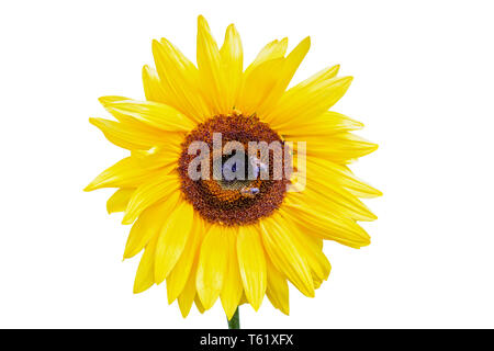 Close up di un girasole con api raccogliendo il nettare isolati su sfondo bianco Foto Stock