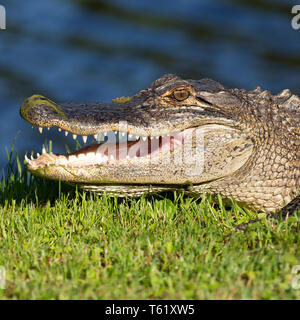 Il coccodrillo americano (Alligator mississippiensis) a Charleston in Carolina del Sud, Stati Uniti d'America. La creatura si crogiola al sole dall'acqua. Foto Stock