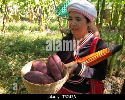 Chiang Mai, Thailandia. 27 apr, 2019. Una donna dai gruppi etnici raccoglie fiori di banane da cuocere in Chiang Mai, Thailandia, 27 aprile 2019. Credito: Chen Jiabao/Xinhua/Alamy Live News Foto Stock