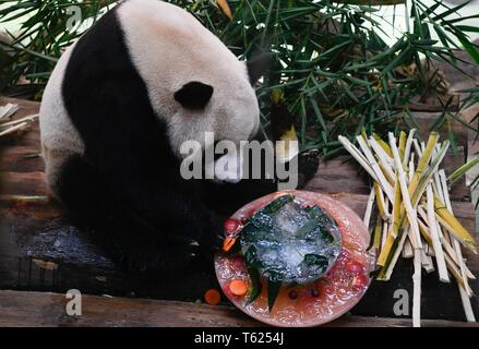 Haikou, Cina. 28 apr, 2019. Panda gigante 'Shunshun' mangia la torta ghiacciata al Hainan Tropical Wildlife Park e il Giardino Botanico di Haikou, Cina del Sud, 28 aprile 2019. Le misure sono adottate in zoo per tenere gli animali da onda di calore. Credito: Yang Guanyu/Xinhua/Alamy Live News Foto Stock