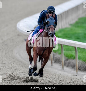 Louisville, Kentucky, Stati Uniti d'America. 28 apr, 2035. LOUISVILLE, Kentucky - aprile 28: Champagne chiunque, addestrati da Ian documento Wilkes, esercizi in preparazione per il Kentucky Oaks a Churchill Downs a Louisville, Kentucky on April 28, 2019. John Voorhees/Eclipse Sportswire/CSM/Alamy Live News Foto Stock