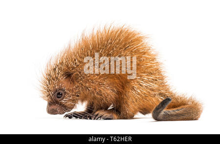 Prensili Pup-tailed istrice, prehensilis Coendou, isolata, 15 giorni Foto Stock