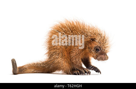 Prensili Pup-tailed istrice, prehensilis Coendou, isolata, 15 giorni Foto Stock