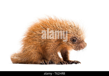 Prensili Pup-tailed istrice, prehensilis Coendou, isolata, 15 giorni Foto Stock