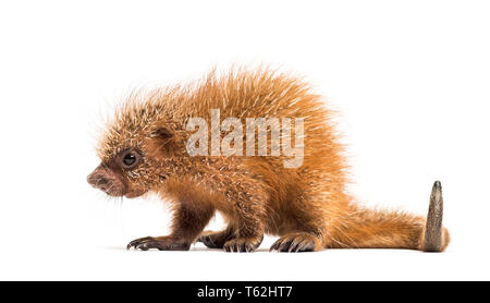 Prensili Pup-tailed istrice, prehensilis Coendou, isolata, 15 giorni Foto Stock