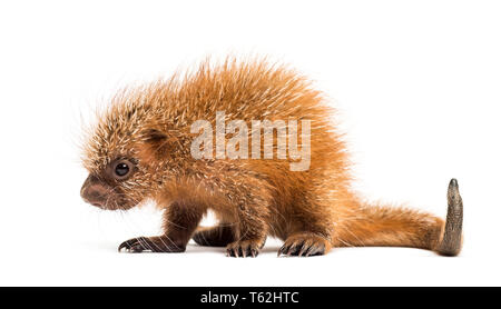 Prensili Pup-tailed istrice, prehensilis Coendou, isolata, 15 giorni Foto Stock